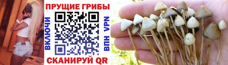 Галлюциногенные грибы мицелий наркотики Малая Вишера